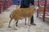 Lot 132 Sold for £900 from JM & SM Priestley Cracrop